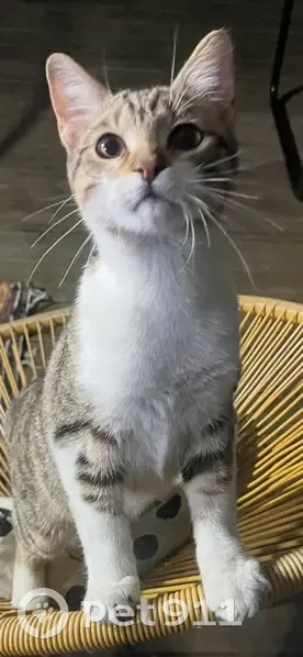 Chaton gris Ernest perdu à Bordeaux - photo