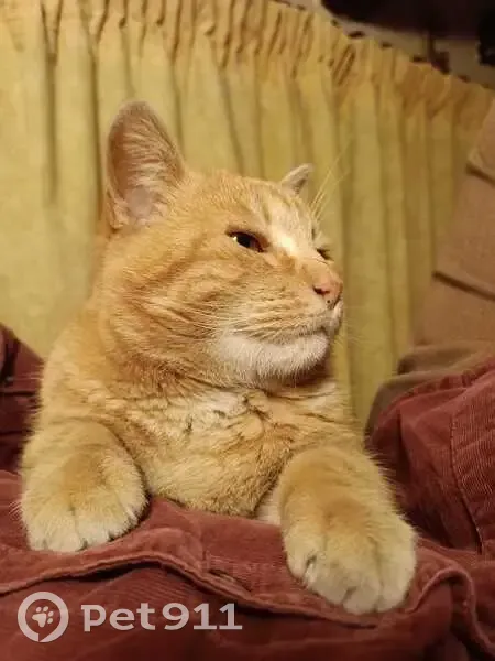 Gato Naranja Encontrado en Tribunal, Madrid - photo