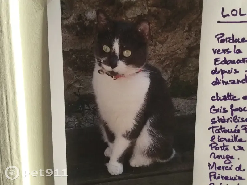 Chat perdu à Bondy, rue Edouard Vaillant - photo