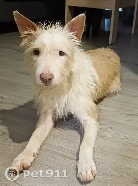 Perras Podenco Perdidas en Cabañeros - photo