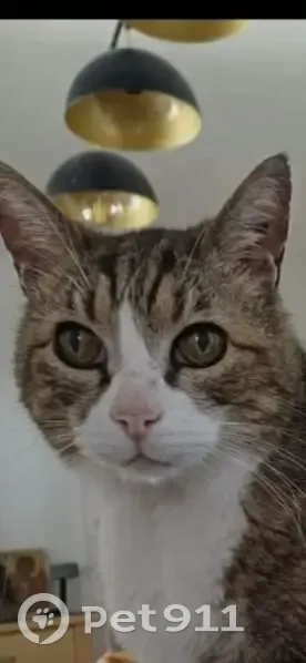 Pompon, chat sourd disparu à Mauguio - photo