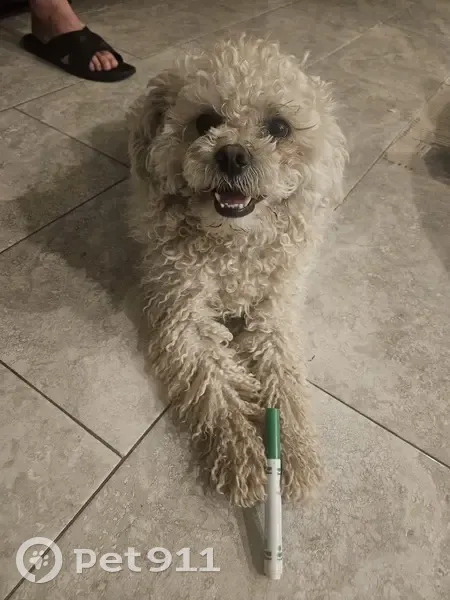 Lost Dog Alert: Pechera in Phoenix - photo