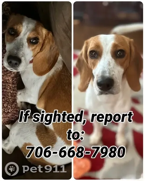 Help Find Skittish Dog Near County Rd 411 - photo