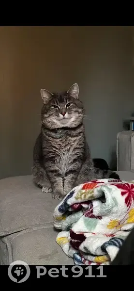 Lost Grey Cat Near Pets Alive - Help! - photo