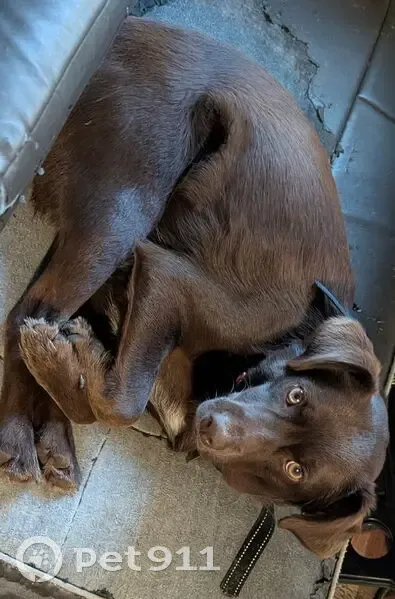 Lost Brown Lab-Heeler Mix in Paris, TN - photo