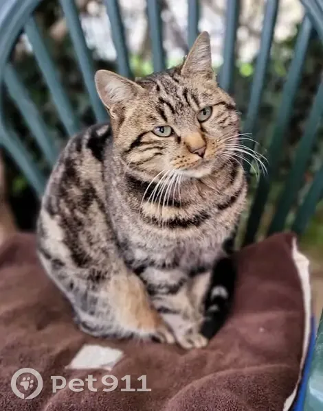 Chat tigré gris 7 ans disparu à Decize - photo