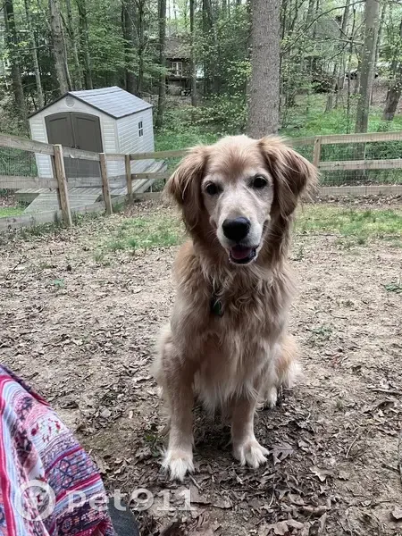 Help Find Sadie: Golden Dog Missing! - photo