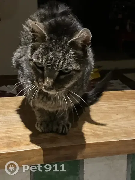 Chat tigré âgé perdu à Tosse - photo