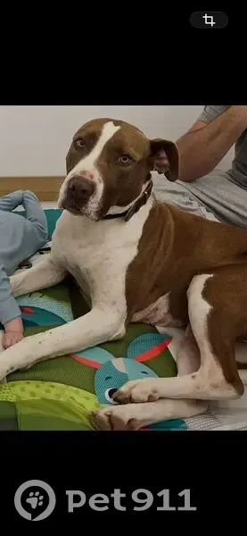 Perro perdido en Ribatejada: mestizo pitbull - photo