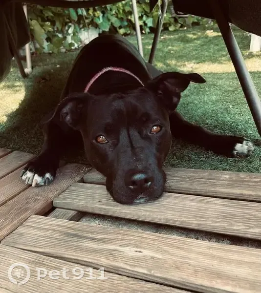 Perro Negro Perdido en Ribatejada - 22kg - photo