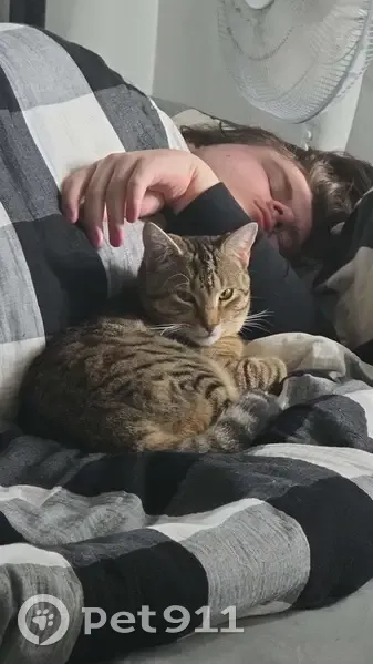 Missing: Brown & Black Tabby in Launceston - photo