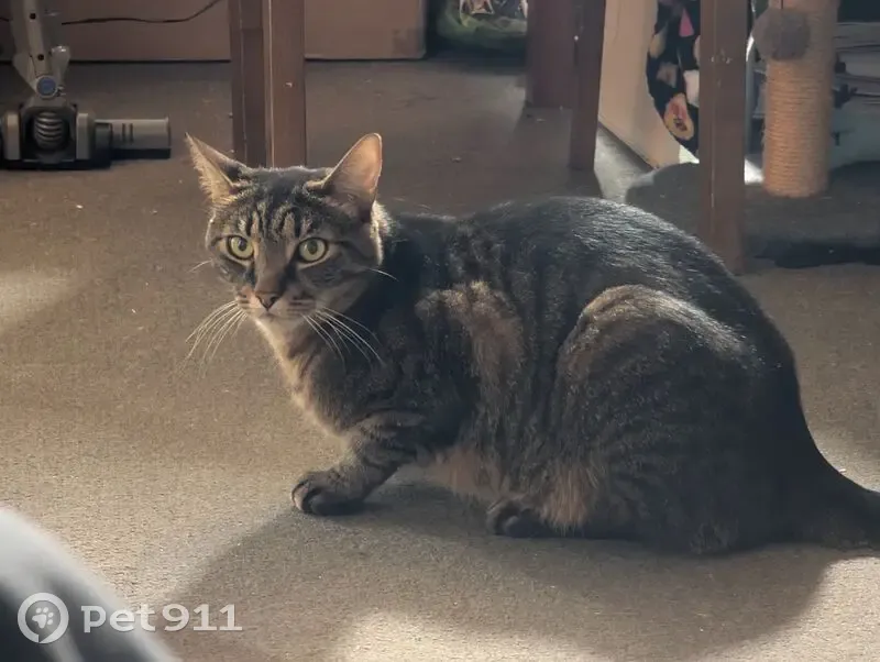 Help Find BMO: Missing Tabby in Glenorchy! - photo