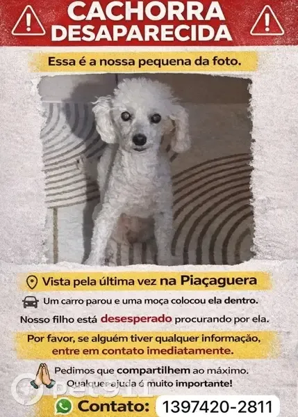 Cachorro perdido - photo