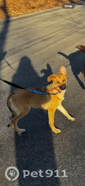 Lost: Shy Dog with Pink Harness in IL - photo