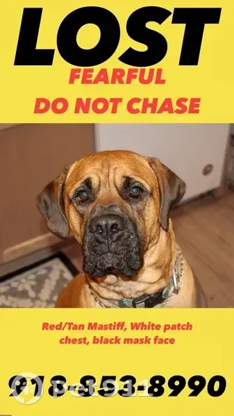 Lost Dog: Red/Tan with Blue Collar - photo