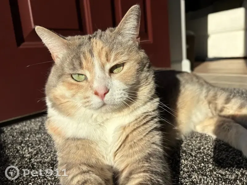 Lost: Sweet Grey, Orange & White Cat - photo