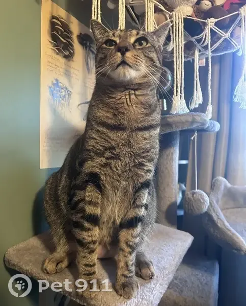 Lost: 20lb Skittish Cat on 14th Ave - photo