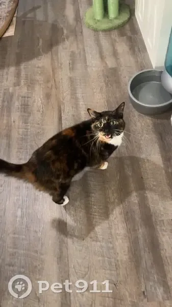 Lost Tortoiseshell Cat: Pink Collar, Clarksville - photo