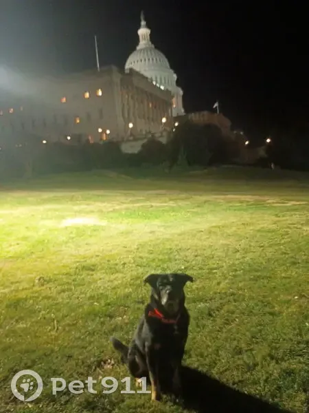 Stolen Truck & Dog: Rottweiler Mix Missing - photo