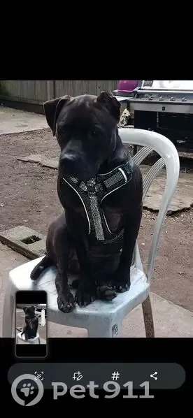 Lost: Dark Chocolate Pitbull in Passaic - photo