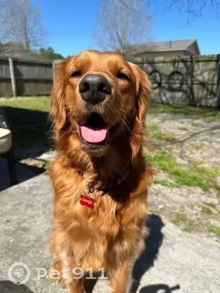 Lost: Skittish Red Retriever in Bellview - photo