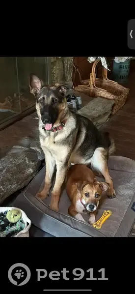 Lost Dogs: Sophie & Leo in Middle Island - photo