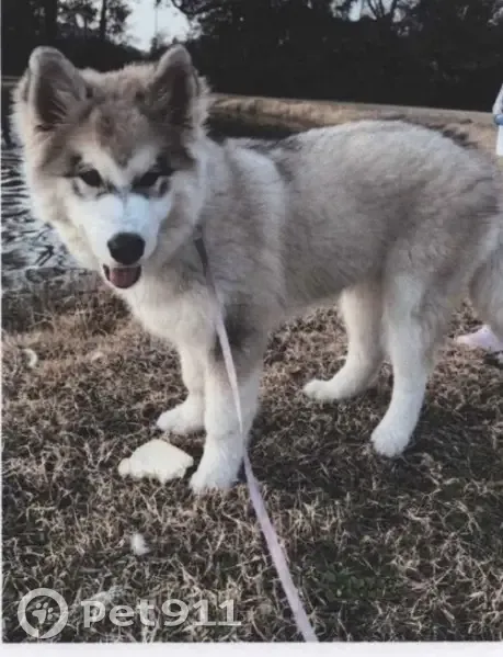 Lost Malamute Husky Puppy in Houston - photo