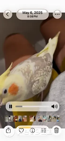 Friendly Yellow Cockatiel Lost in Myrtle Beach - photo