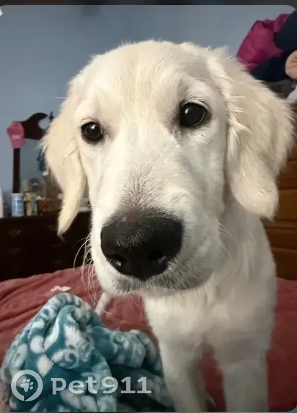 Missing: 5-Month White Golden Retriever - photo