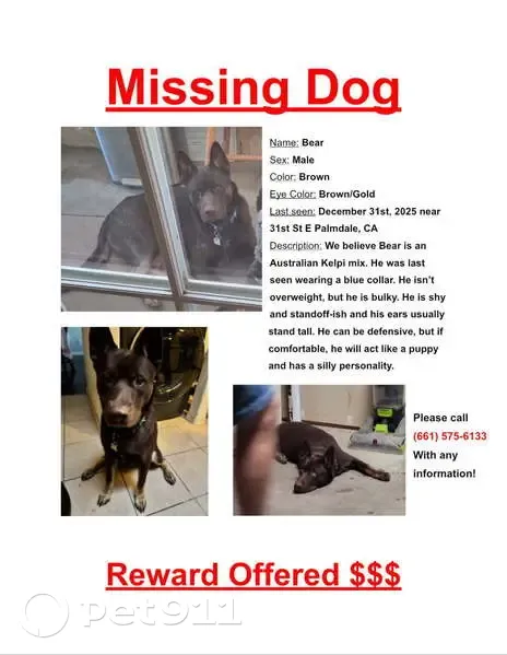 Lost Brown Dog in Palmdale, CA - photo