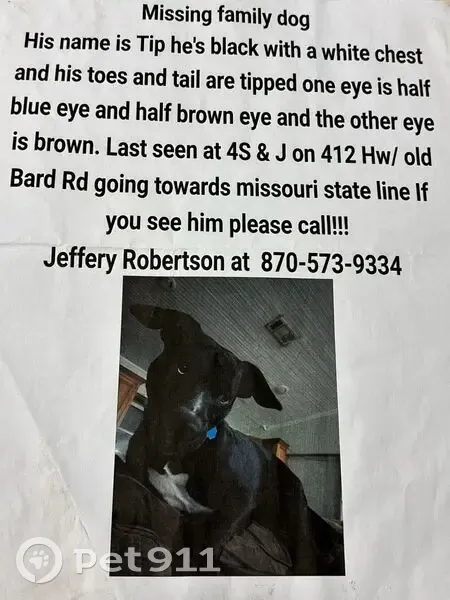 Missing Dog: Unique Eyes & Markings - photo