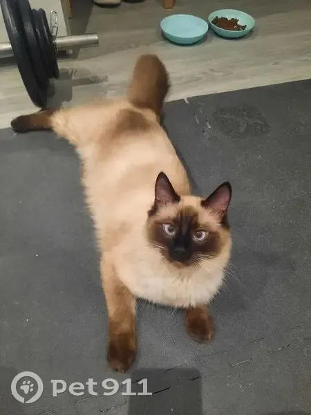 Joven Gatito Cariñoso Busca Hogar en Barberà - photo