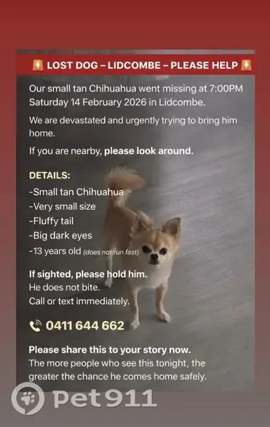 Lost: Long-Haired Tan/White Chihuahua - photo