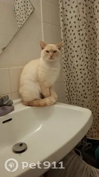Chat perdu à Talence : Lazuli, 2 ans, blanc/roux - photo