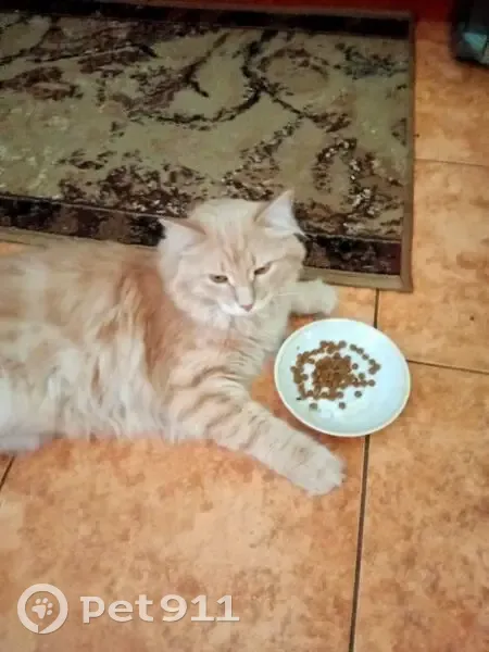 Зникла пухнаста руденька кішка в Києві - photo