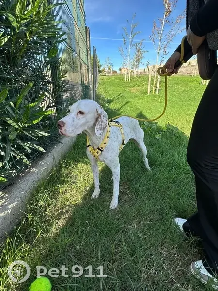 Perro Perdido en Mérida: Braco Alemán - photo