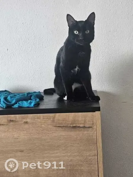 Gato Perdido: Negro y Blanco, Noble y Manso - photo