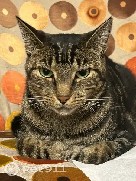 Lost Vocal Tabby Cat in Fremantle - photo
