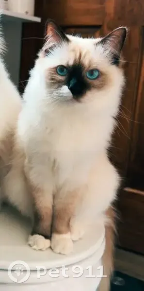 Lost Indoor Cat on Cook Avenue, Godfrey - photo