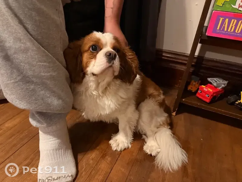 Found Older Dog: White & Brown, 6th Ave - photo