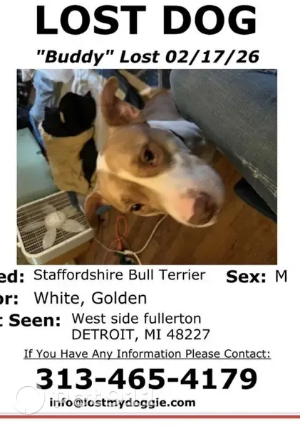 Lost Golden & White Dog on Fullerton St - photo