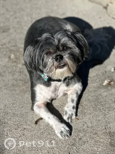Lost Shihtzu: Dark Gray & White, TN - photo