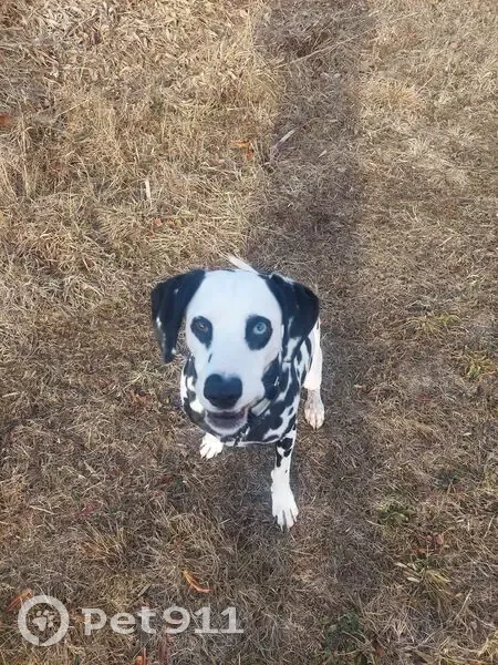 Missing Dalmatian: Blue & Brown Eyes - photo