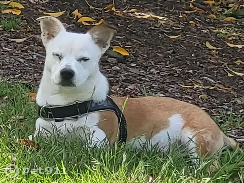 Lost Dogs: Unique Duo in Victoria Park - photo