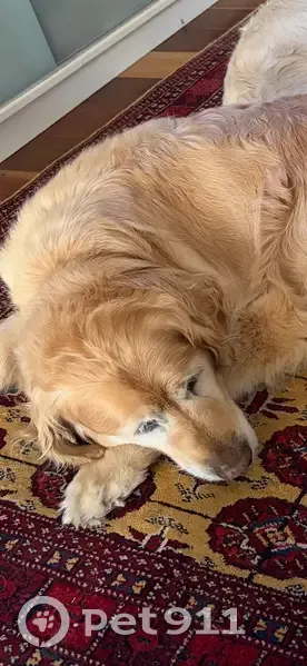 Missing: 13-Year-Old Golden in Adelaide - photo