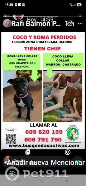 Perritos Perdidos: Coco y Roma en Salamanca - photo