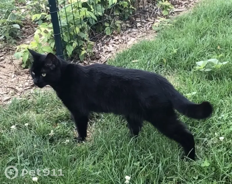 Chatte noire mince disparue à Ormes - photo
