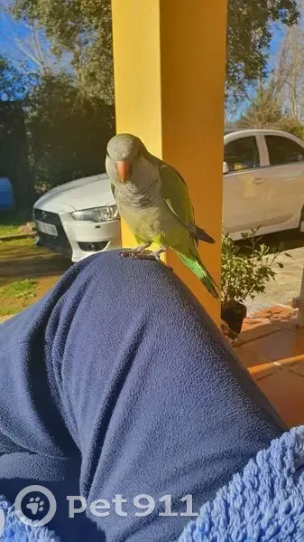 Se busca: Cotorra argentina perdida en Madrid - photo