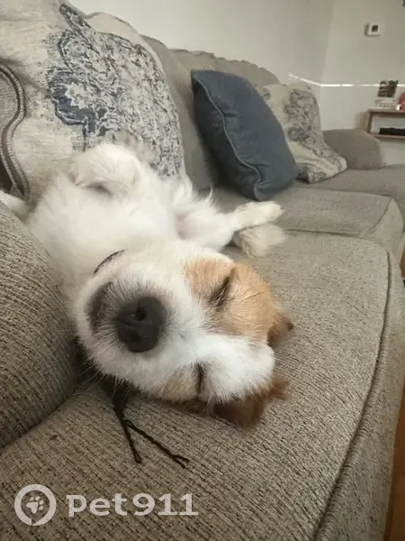 Lost Dog Alert: Gizmo in Chicago! - photo