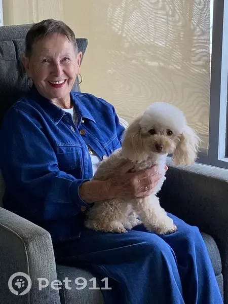 Lost Toy Poodle: Pink Collar, Surf Coast - photo